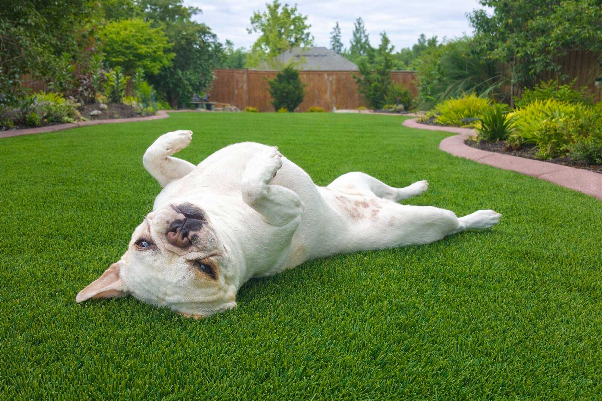 synthetic-turf-northwest-services-petslider1